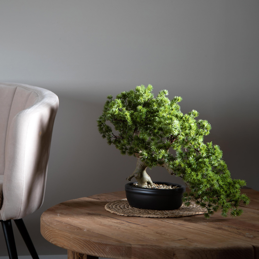 BONSAI MINIPINO DINO BIANCHI | in vaso | varie misure