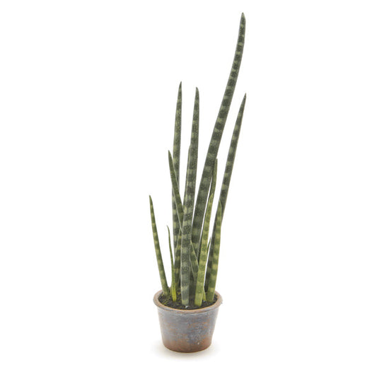 PIANTA SANSEVERIA BRUCO | 69cm