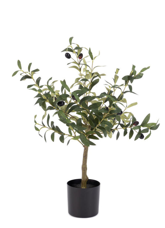 PIANTA ULIVO BIZZOTTO | in vaso | 40x35x65cm