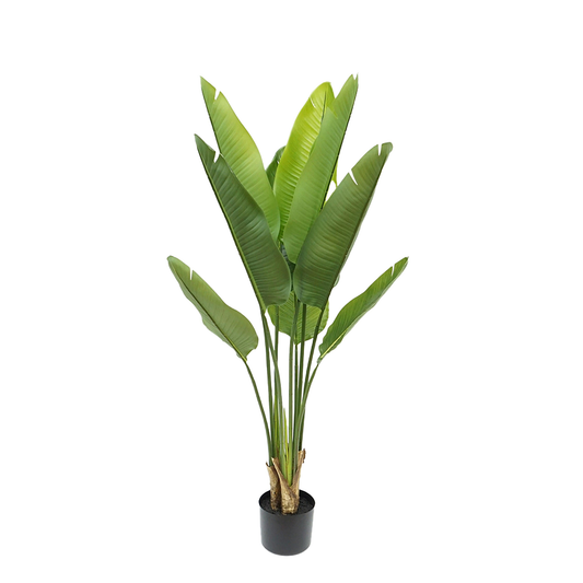 STERLIZIA DINO BIANCHI - in vaso - 110cm - foto 2 | Adele Chérie