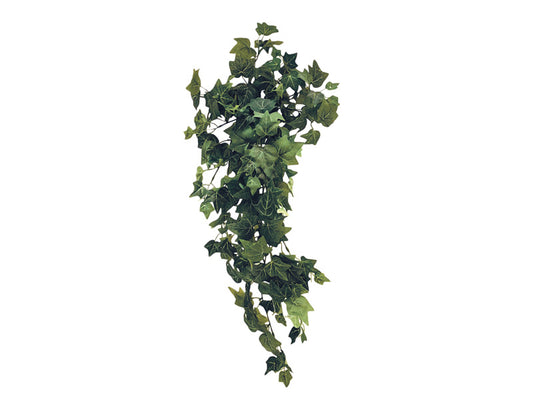 EDERA INGLESE | 75cm - | Adele Chérie - articoli da regalo e bomboniere