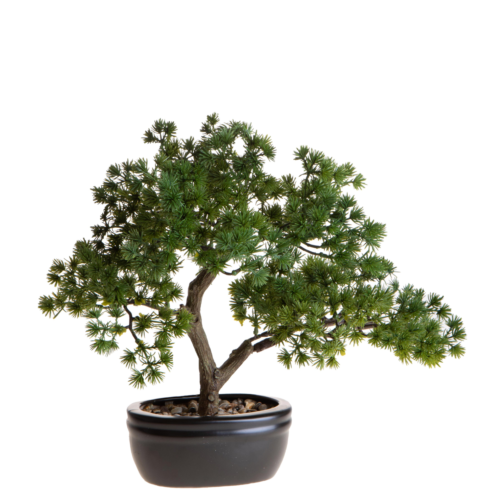 BONSAI MINIPINO DINO BIANCHI - in vaso - varie misure | Adele Chérie
