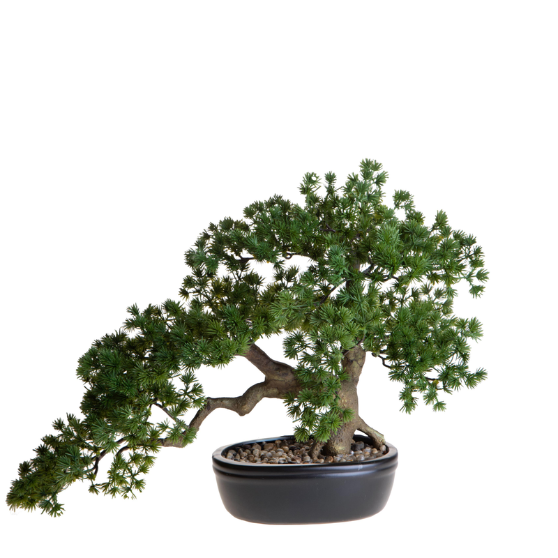 BONSAI MINIPINO DINO BIANCHI - in vaso - varie misure | Adele Chérie