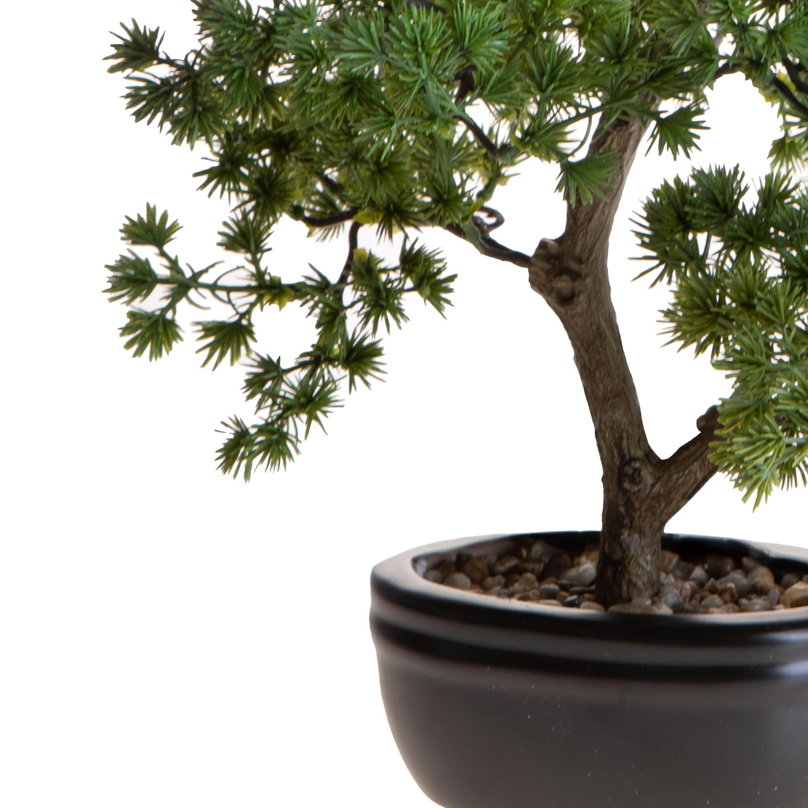 BONSAI MINIPINO DINO BIANCHI - in vaso - varie misure - foto 4 | Adele Chérie