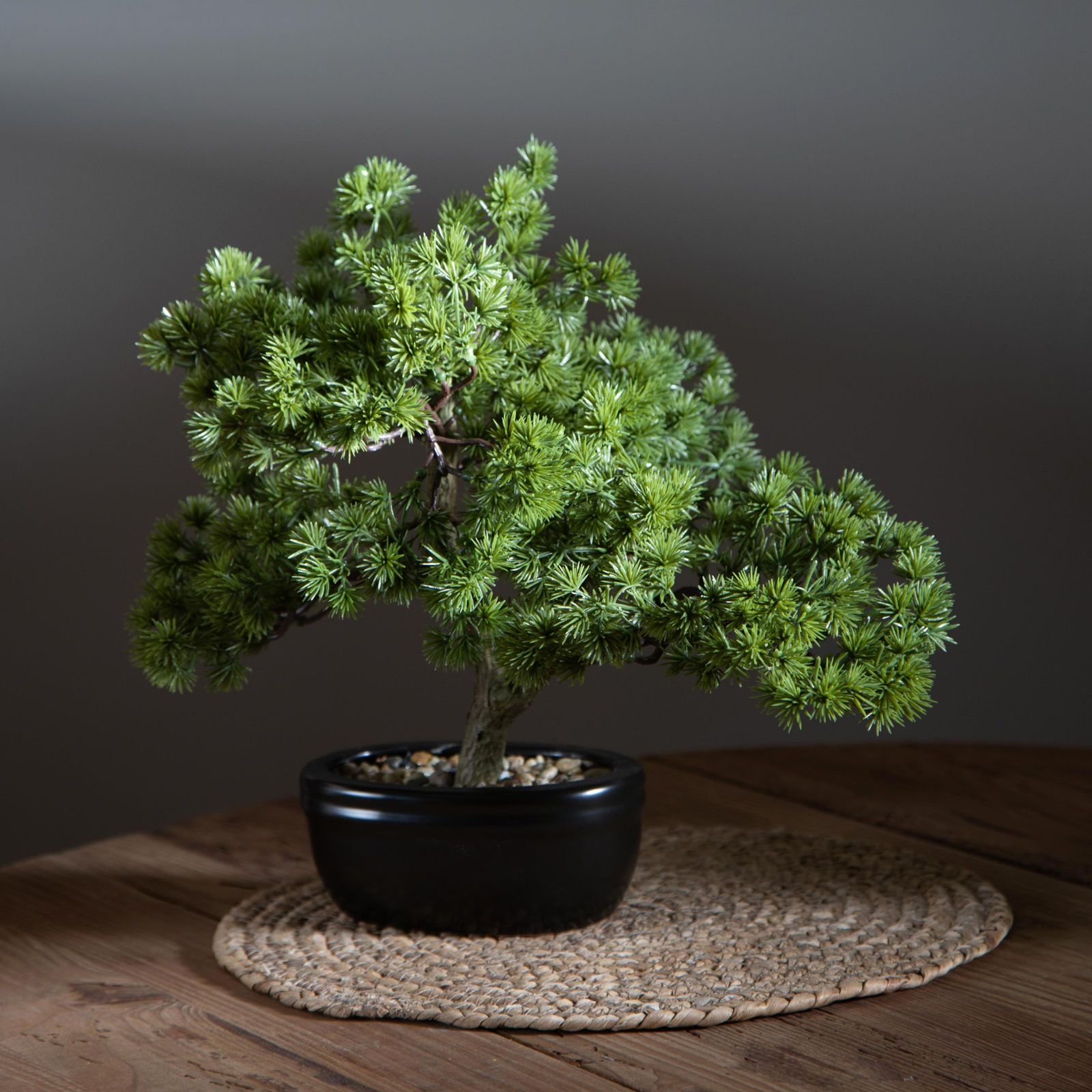 BONSAI MINIPINO DINO BIANCHI - in vaso - varie misure - foto 5 | Adele Chérie