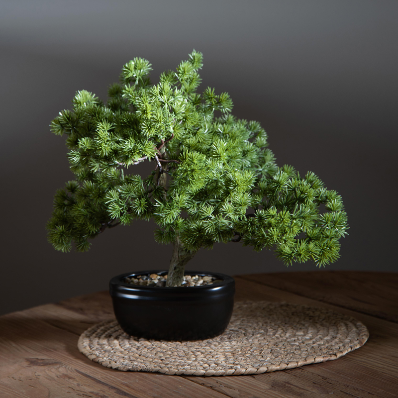 BONSAI MINIPINO DINO BIANCHI - in vaso - varie misure | Adele Chérie