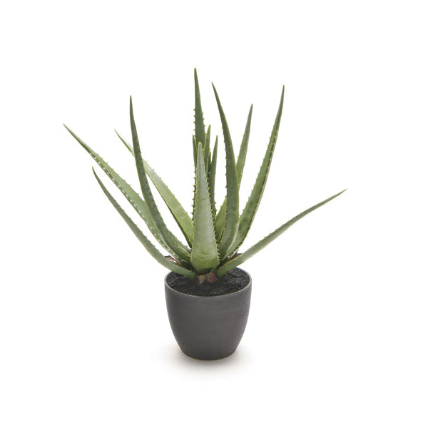 PIANTA ALOE BRUCO - 45cm | Adele Chérie