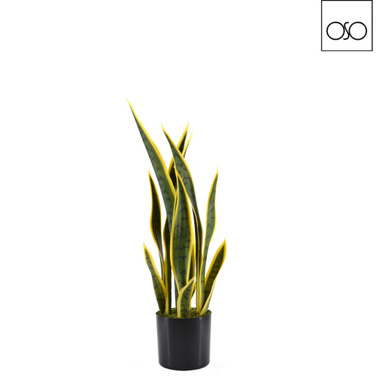 PIANTA SANSEVERIA AMBROSO | in vaso | 58cm