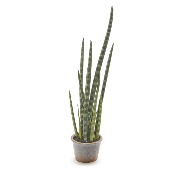 PIANTA SANSEVERIA BRUCO - 69cm | Adele Cherie