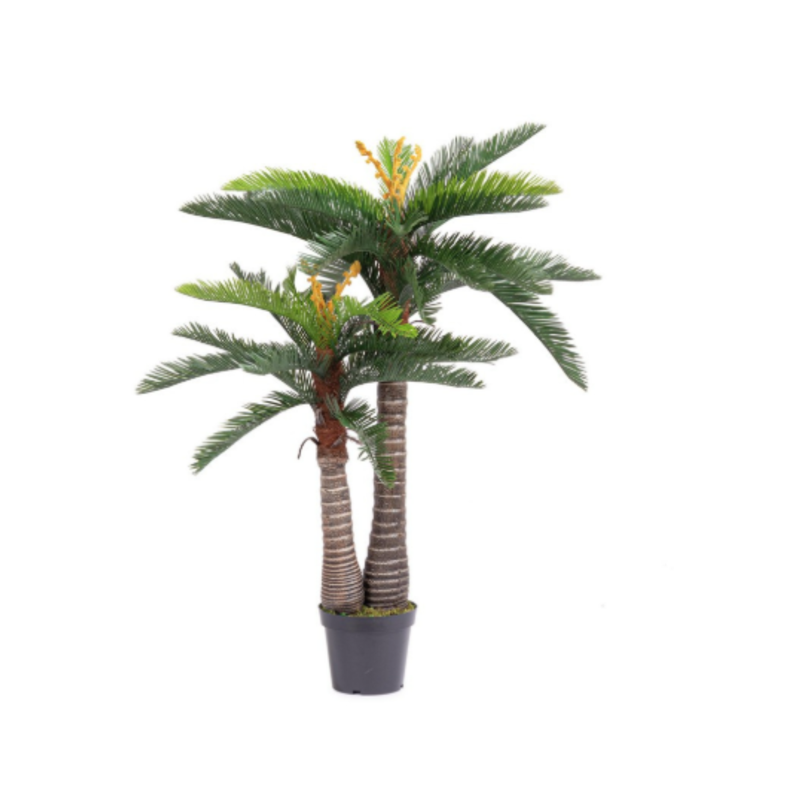 PIANTA PALMA CYCAS BIZZOTTO | in vaso | varie misure