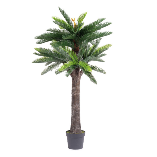 PIANTA PALMA CYCAS BIZZOTTO | in vaso | varie misure