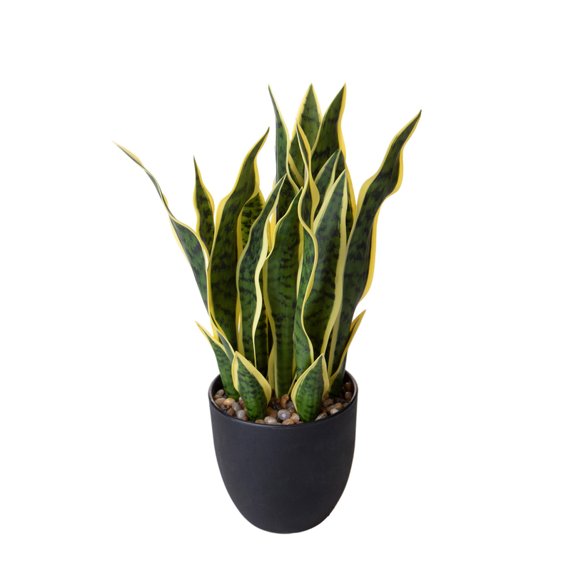 SANSEVERIA DINO BIANCHI - in vaso - varie misure | Adele Chérie