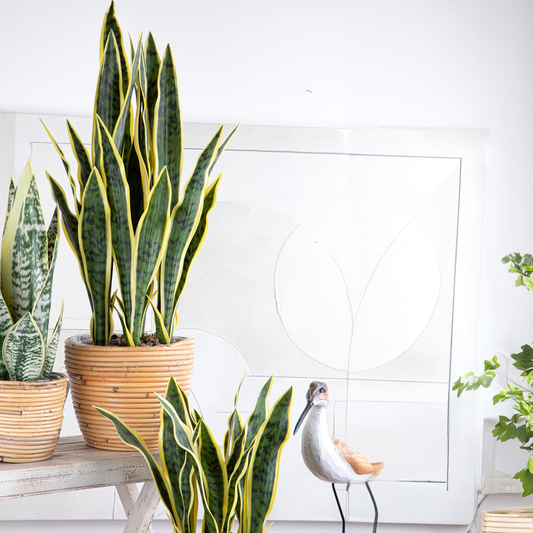 SANSEVERIA DINO BIANCHI - in vaso - varie misure - foto 4 | Adele Chérie