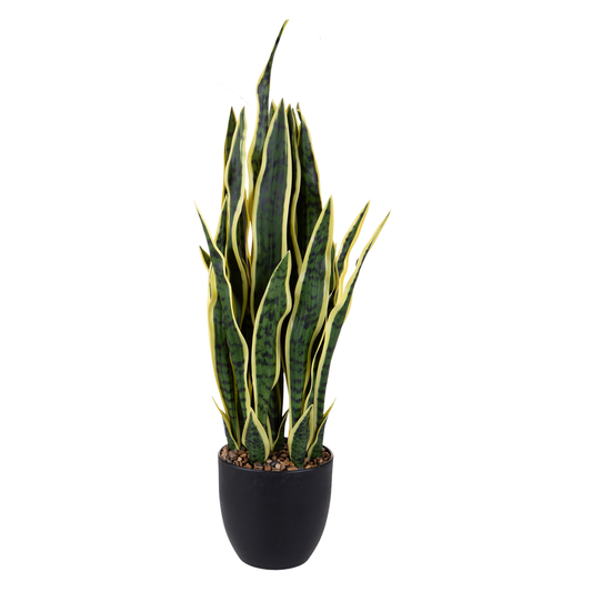 SANSEVERIA DINO BIANCHI - in vaso - varie misure | Adele Chérie