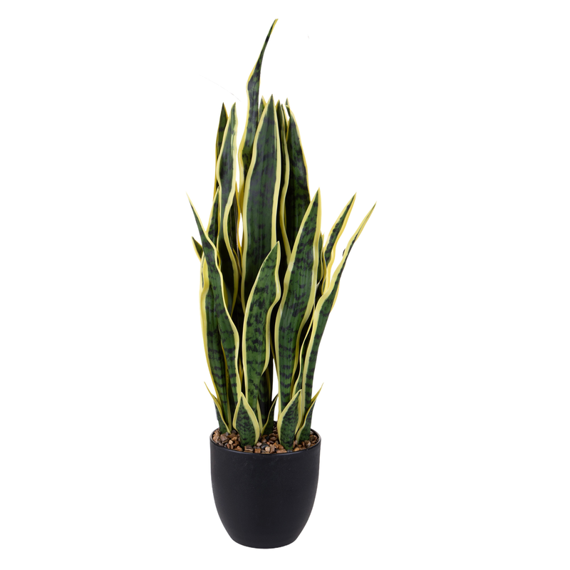 SANSEVERIA DINO BIANCHI - in vaso - varie misure | Adele Chérie
