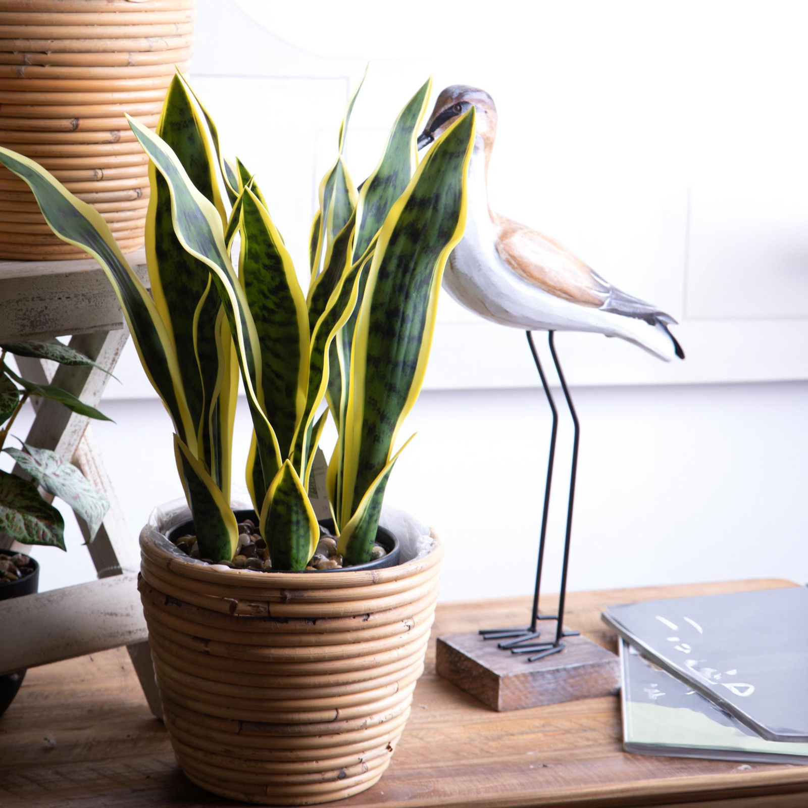 SANSEVERIA DINO BIANCHI - in vaso - varie misure - foto 3 | Adele Cherie