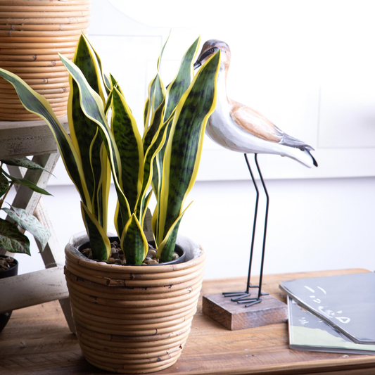 SANSEVERIA DINO BIANCHI - in vaso - varie misure - foto 3 | Adele Cherie