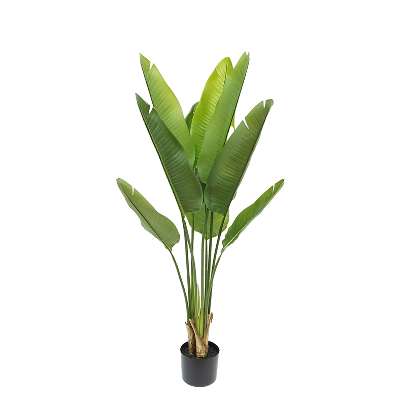 STERLIZIA DINO BIANCHI - in vaso - 110cm | Adele Chérie