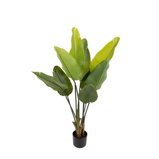 STERLIZIA DINO BIANCHI - in vaso - 110cm | Adele Chérie