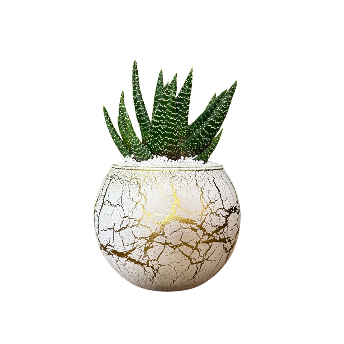 Candela Aurea 6x5cm