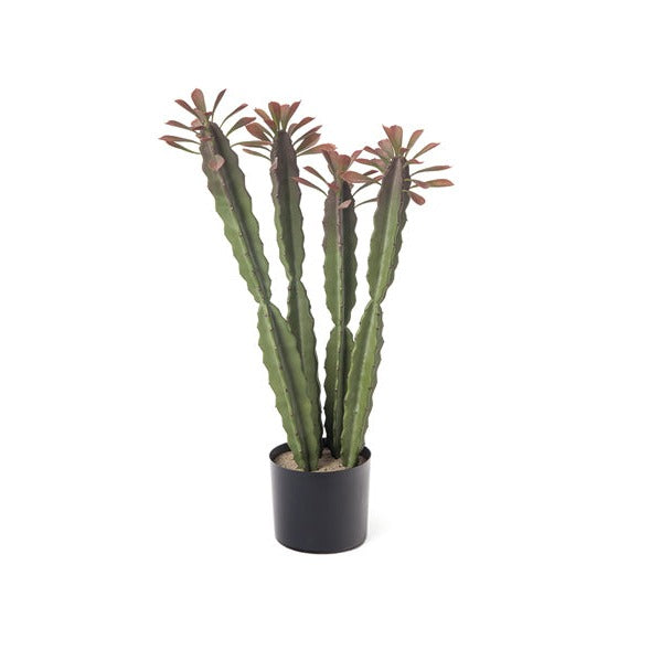PIANTA CACTUS BRUCO - con vaso - 80cm | Adele Chérie