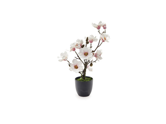PIANTA MAGNOLIA | con vaso | 60cm - | Adele Chérie - articoli da regalo e bomboniere