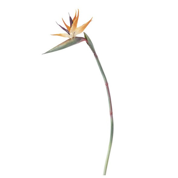 STERLIZIA ARANCIO BRUCO - 100cm | Adele Chérie