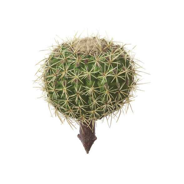 PIANTA GRUSONE SPINOSO BRUCO - 20cm | Adele Chérie
